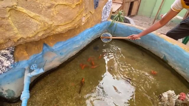 Ye Turtle Shayan Ny Mar Dia kia ? смотреть онлайн
