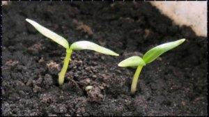 Как вырастить картофель из семян в домашних условиях