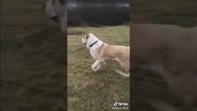алабай собаки alabai alabay dog shun sobaka смотреть онлайн