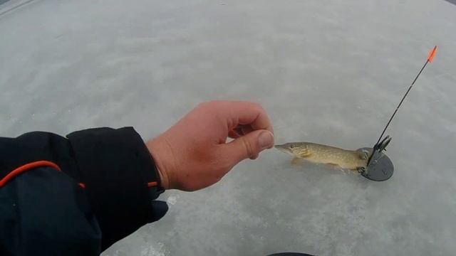 Какая лучшая погода для ловли щуки в феврале. Щука сошла с ума я даже такого не ожидал#жерлицы#2022 смотреть онлайн