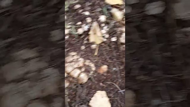 Ура!!!...Подтопольники... смотреть онлайн