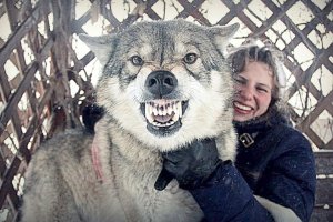 Волкособ - сильная личность с поразительным чутьем!