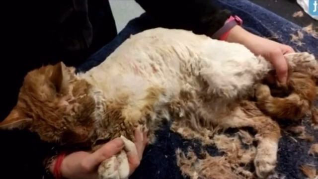 Даже опытные ветеринары ахнули при виде этого кота, такое они видели впервые, история до слёз смотреть онлайн