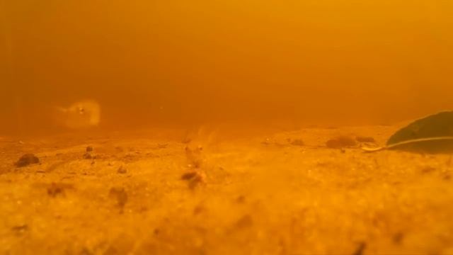 Рыбалка без понтов. Пескарь. Ловля пескаря летом.Gudgeon смотреть онлайн