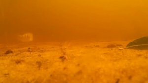 Рыбалка без понтов. Пескарь. Ловля пескаря летом.Gudgeon