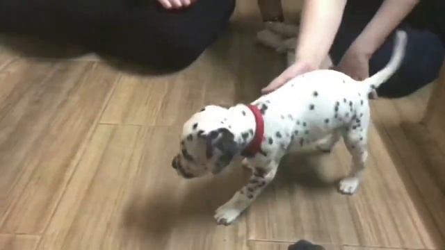 Щенки далматина / СПБ / Питомник "Северная Соната" смотреть онлайн