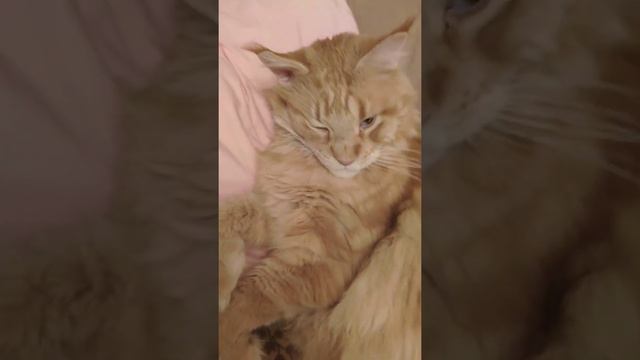 Мейн-кун отдыхает от Нового года (Каzka- Поплакала) смотреть онлайн