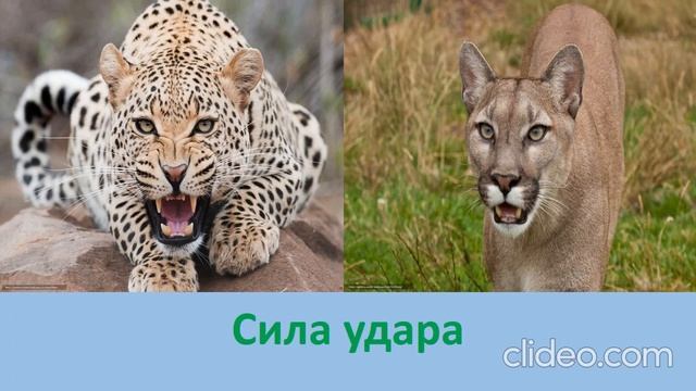 ПУМА ПРОТИВ ЛЕОПАРДА смотреть онлайн