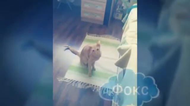 Имена животных моей семьи. смотреть онлайн