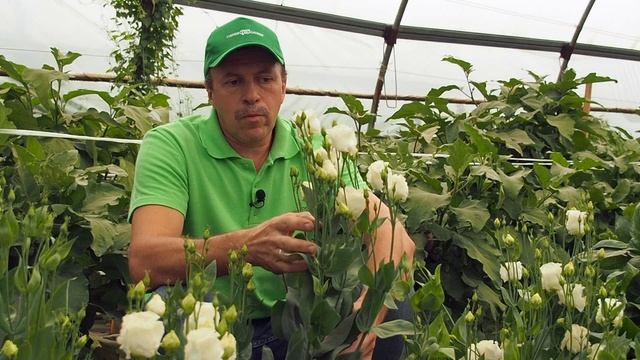 Эта прекрасная эустома смотреть онлайн