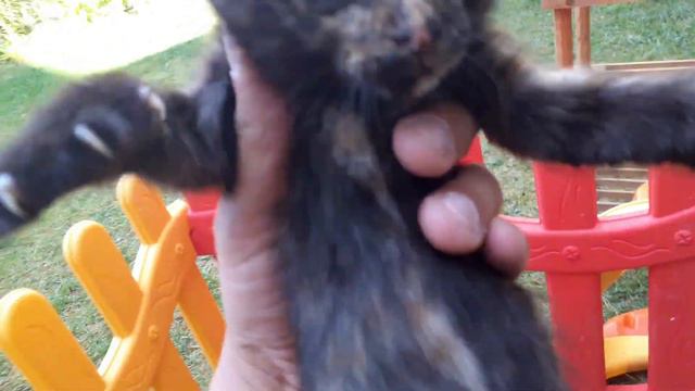 Mama Cat Adopted Forlorn Kittens смотреть онлайн