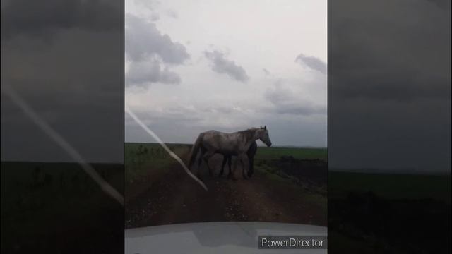 Дорога полями от с. Ярославка через с. Буртаковка до тассы Р-350 (срезка без асфальта) 07.07.23. смотреть онлайн