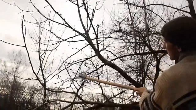 Обрезка груши. Особенности. Уроки Николая Рабушко. Обрезка деревьев и кустарников. Видеоурок. смотреть онлайн