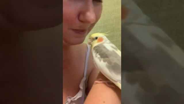 Корелла клюет еду изо рта смотреть онлайн