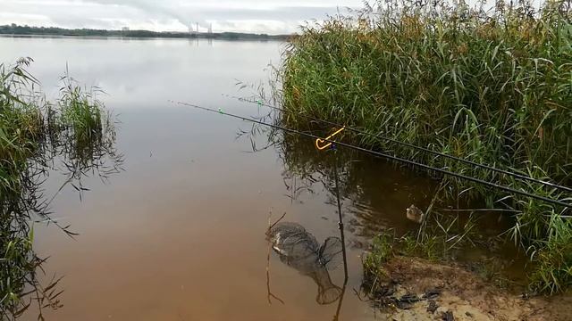 Наглая утка ест упавшую в воду прикормку смотреть онлайн