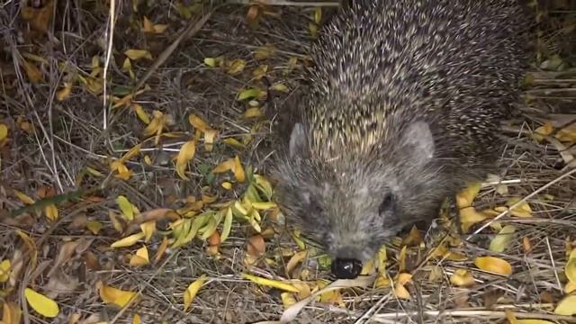 Ежик в Крыму Крымский Еж смотреть онлайн