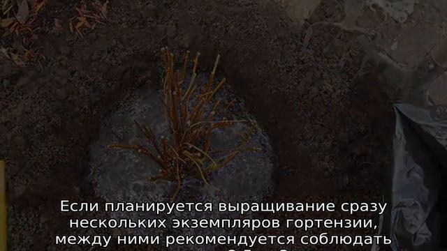 Гортензия Мэджикал Файер — описание, посадка и уход смотреть онлайн