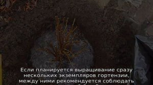 Гортензия Мэджикал Файер — описание, посадка и уход
