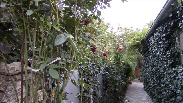 Розы Как продлить цветение куста роз? Из моей практики. смотреть онлайн