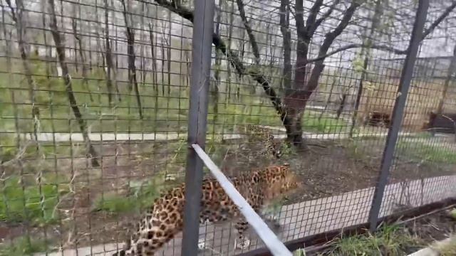 Виктор пересаживает БЕЛЫХ ПАВЛИНОВ в летний вольер, а у дальневосточных леопардов ЛЮБОВЬ))) смотреть онлайн