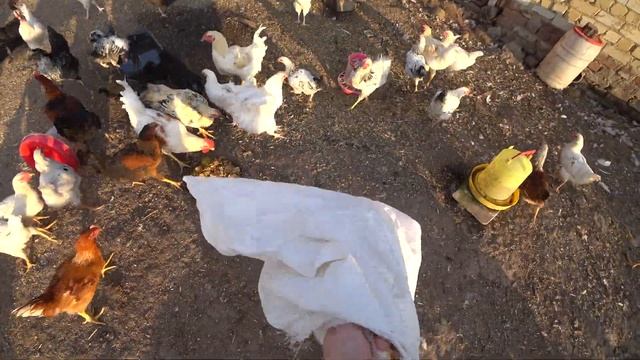 ВЕС ЦЫПЛЯТ В 4 МЕСЯЦА. ДОМАШНИЕ ЦЫПЛЯТА, ПОМЕСЬ. смотреть онлайн
