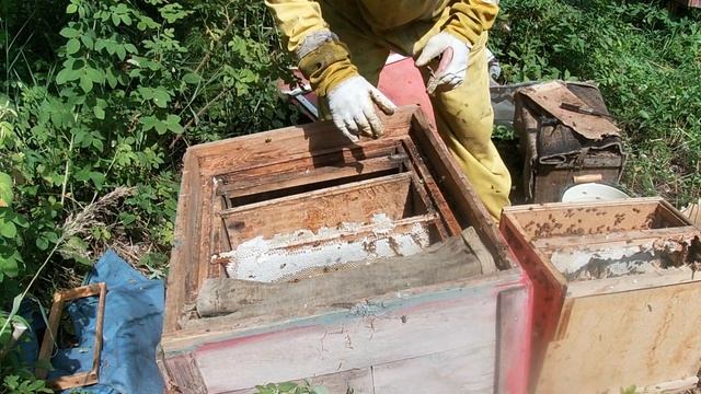 Пересадка пойманных роев из ловушек. 19 июля. Все в расплоде и меде.Ловля роев.Пасека в лесу. смотреть онлайн