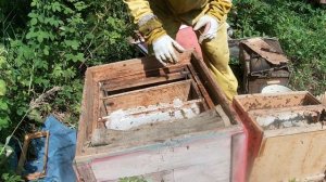 Пересадка пойманных роев из ловушек. 19 июля. Все в расплоде и меде.Ловля роев.Пасека в лесу.