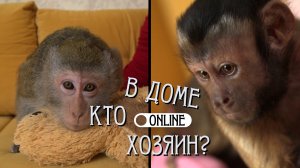 МАЛЕНЬКИЕ ОБЕЗЬЯНЫ – БОЛЬШИЕ ПРОБЛЕМЫ