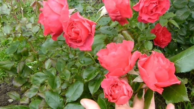 Устойчивые сорта роз к осенней сырости.Цветение Маритим,голден селебрейшен,херитейдж. смотреть онлайн