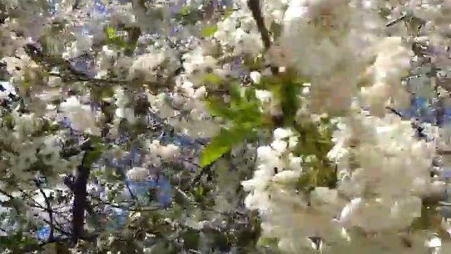 ВИШНЯ ЦВЕТУЩАЯ №2 смотреть онлайн