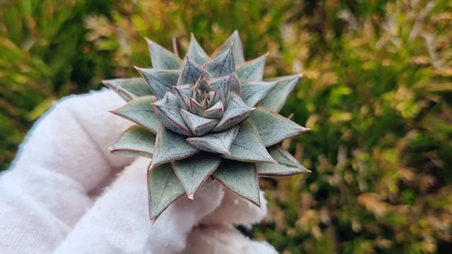 Echeveria Purpusorum White Form