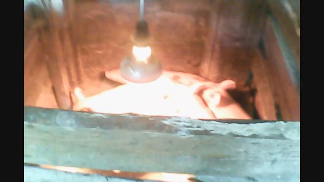 Шайка поросят,идут(широко-шагая) в новую жизнь)))) смотреть онлайн