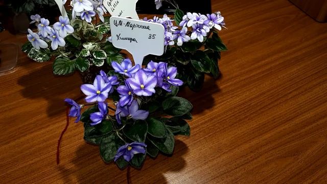 ??? Зимнее содержание фиалок, или как не допустить ошибки в уходе. смотреть онлайн