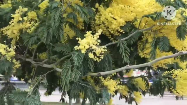 Stunning Mimosa ( Acacia Dealbata ) flowering in the UK, a brief extract from my longer walk video смотреть онлайн