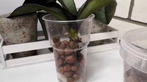 Посадка орхидеи в керамзит для наращивания корней