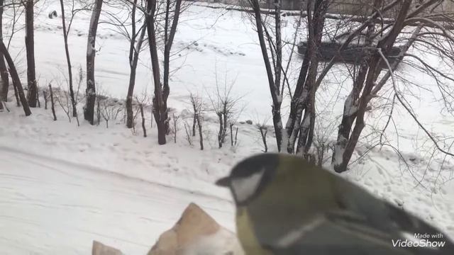 Покормите Птиц зимой.....