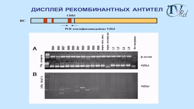 О. Миненкова. Публичная лекция смотреть онлайн