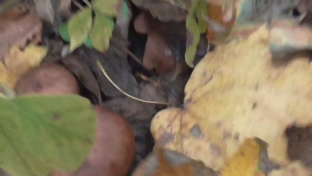 ЦЕЛЫЙ ДЕНЬ В 17 МИНУТАХ// СОБИРАЕМ ГРИБЫ В ЛЕСУ смотреть онлайн