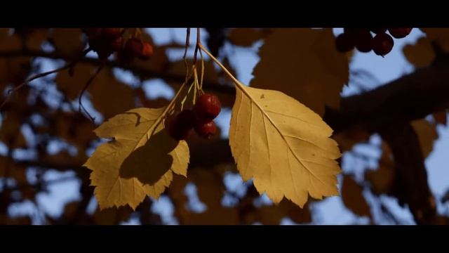 Canon EOS 250D Autumn Mood Video смотреть онлайн