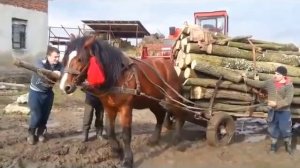 Очень сильная лошадь Тяжеловоз Very strong horse