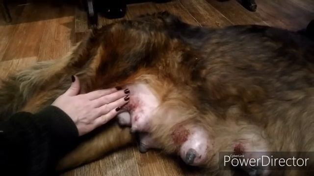 Ужас, кутята разодрали всё до крови своими когтями.Все соски в кровь!