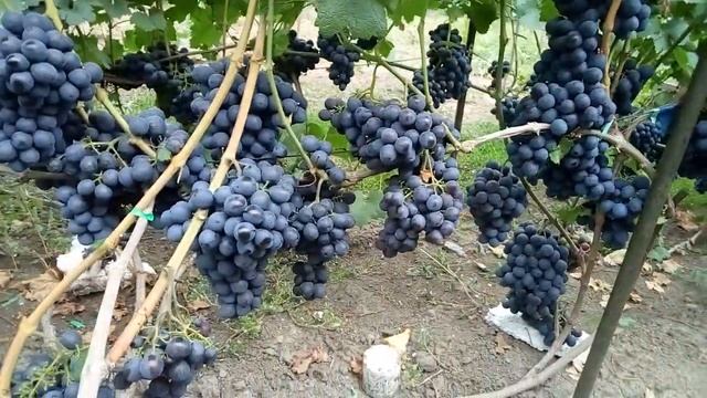 Виноград Бажена, Шарада UA, Фердинанд, Академик смотреть онлайн