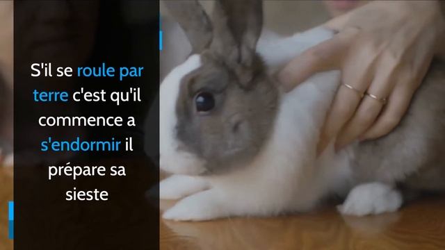 Comprendre le langage des lapins смотреть онлайн
