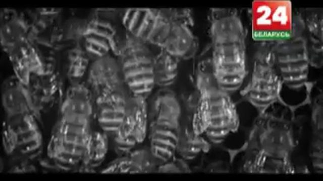 Секрет фирмы: Секреты пчеловодства смотреть онлайн