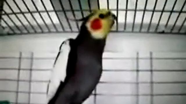 Попугай Корелла говорящий продам