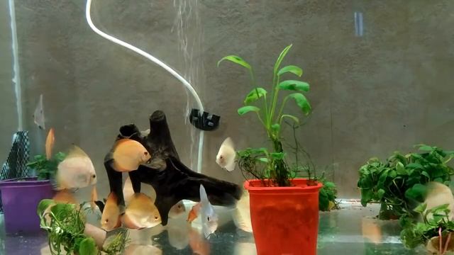 Дискус Производители Содержание Разведение Часть 6 смотреть онлайн