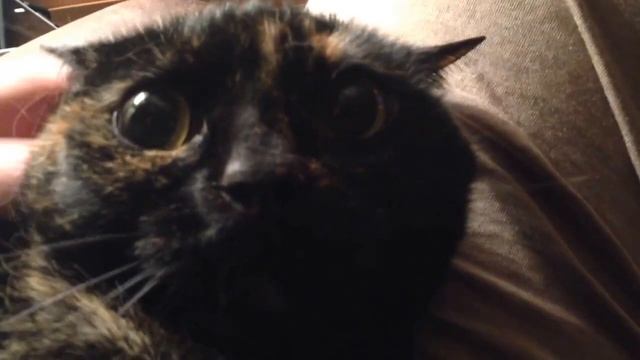 Evil Cat's Opinion of National "Hug a Cat" Day..... смотреть онлайн