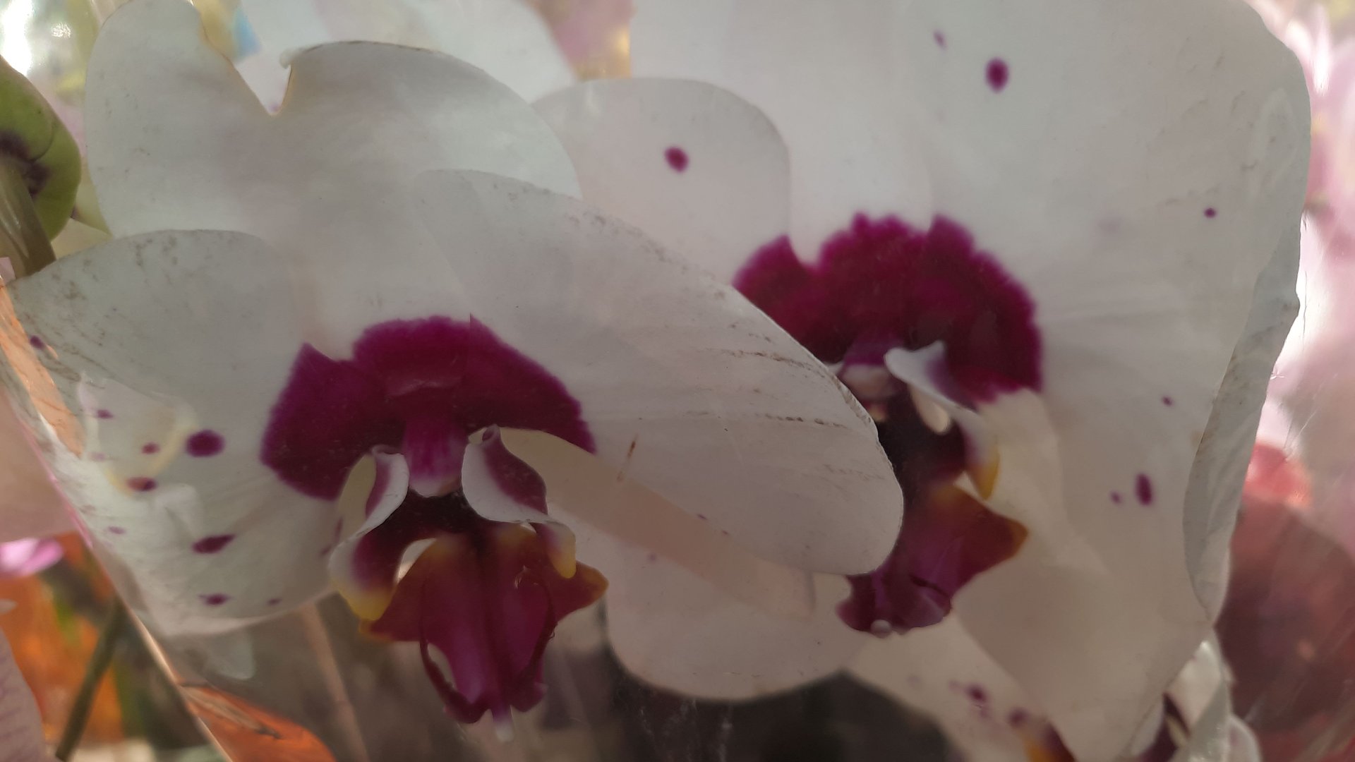 ОРХИДЕИ В ОБИ //10.04. 24// смотреть онлайн