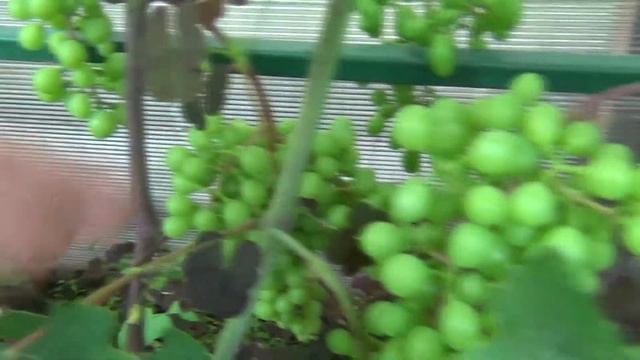 Виноград созреет раньше Нормируем ЯГОДОЙ смотреть онлайн