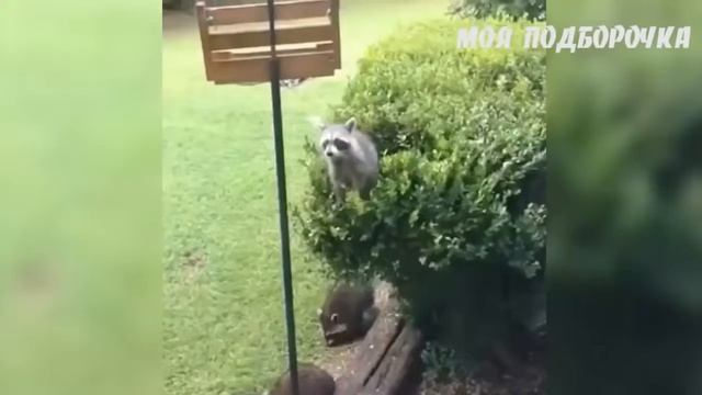 ТЕСТ НА ПСИХИКУ КТО ЗАСМЕЕТСЯ ТОТ ПСИХ _) смотреть онлайн